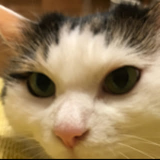 nekoharaneko