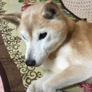 tanpi