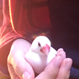 mayumi