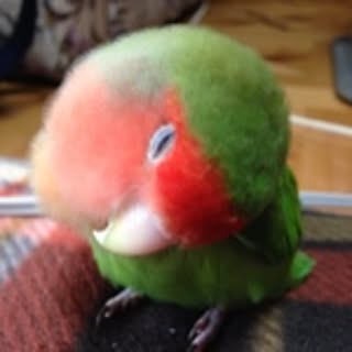 ozaki