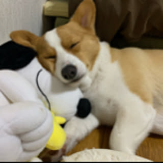 shishimaruko