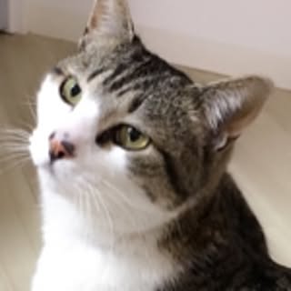 piyo