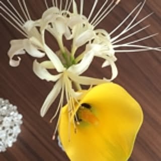 akimo