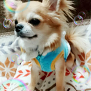 sachi3