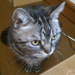 Yasu