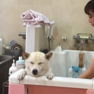 hachi
