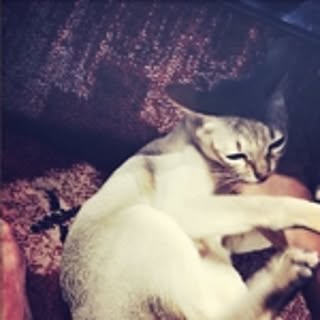 coco