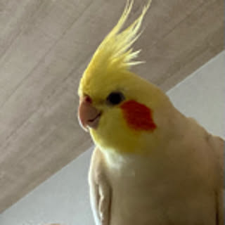 hazuki