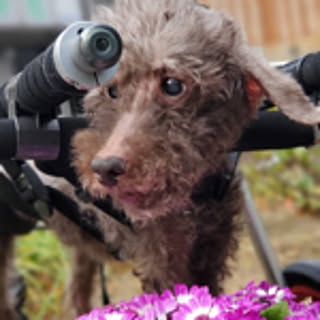 tama