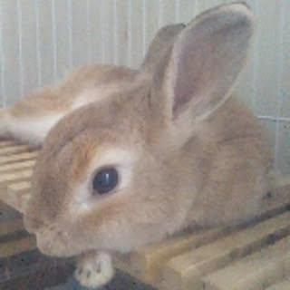 torama