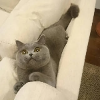 tomo