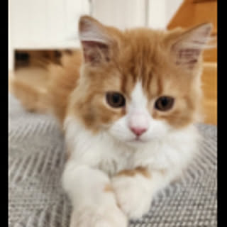 Sammy