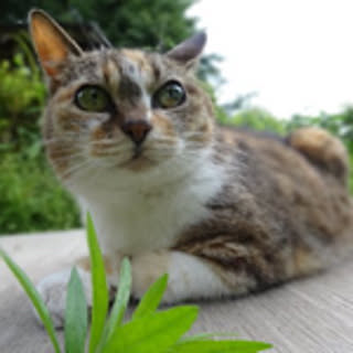 shirara