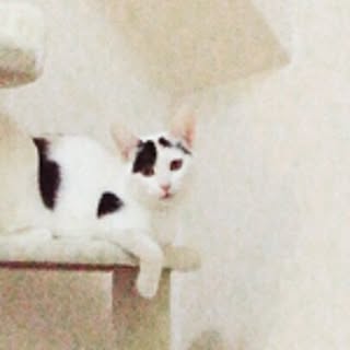 chimu