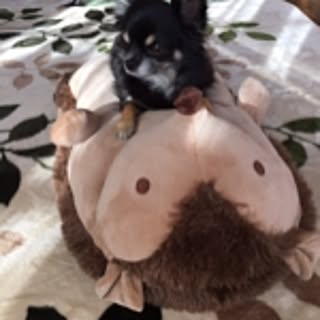 chocosan