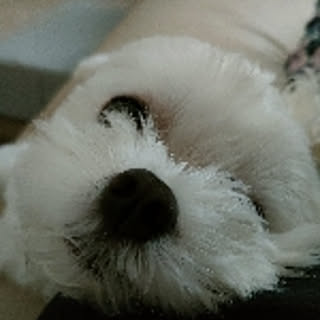 haru