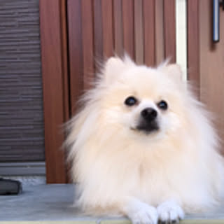 tamisamama