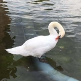 Masami