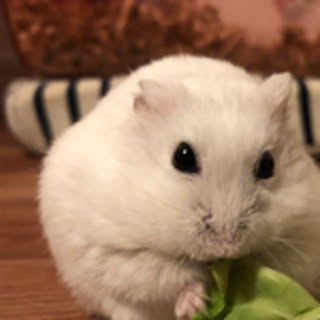 yuzu