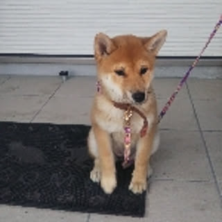 yucchi