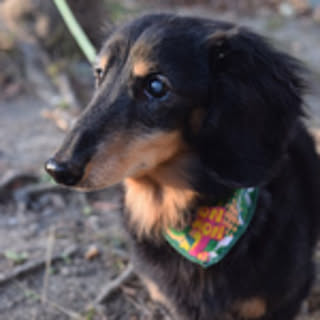 nico