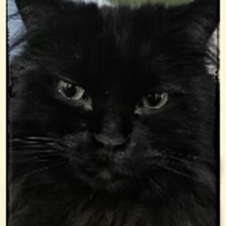 grizzly-neko