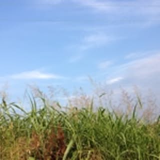 harayuu