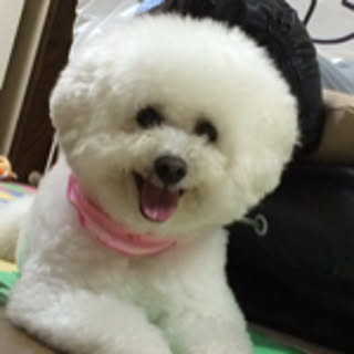 KOKO