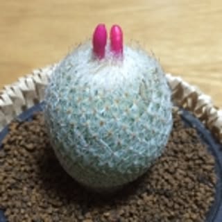 tsuru