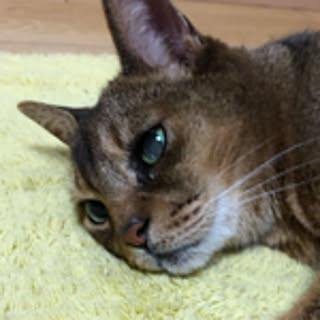kitty