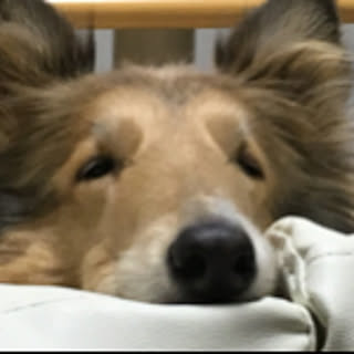 mimikiki