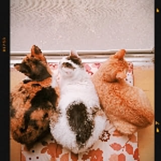 78cat