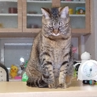 chiko