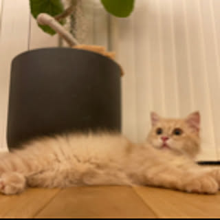 sumi