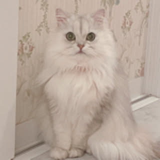 lovechan