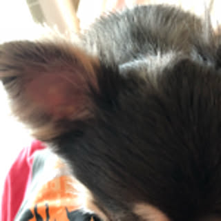yucchiii