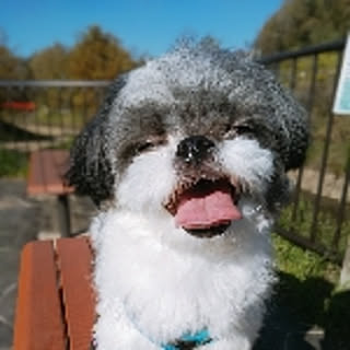 hanpeita