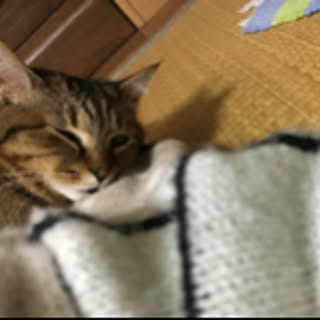 omnivorou_EC