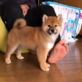 Shoko