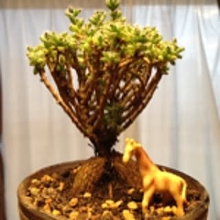kirin472