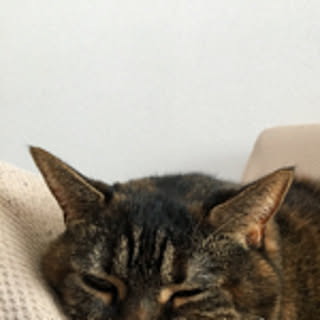yukka