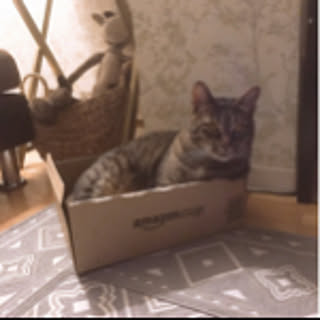 kitano