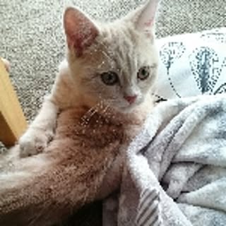 yuki