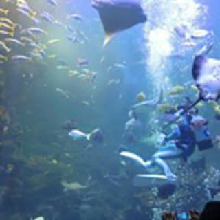 wdolphin16