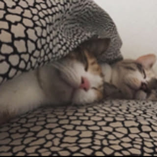 yume_and_mei