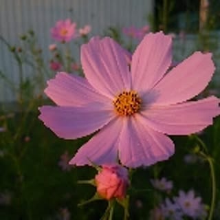 ki9kikyou