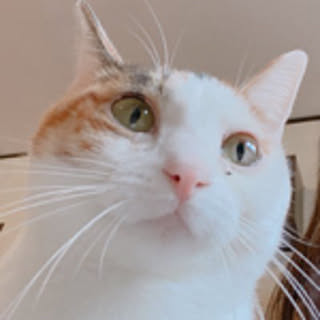 haruka