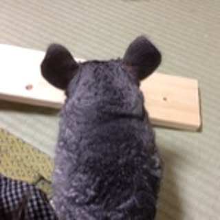 kurimaru