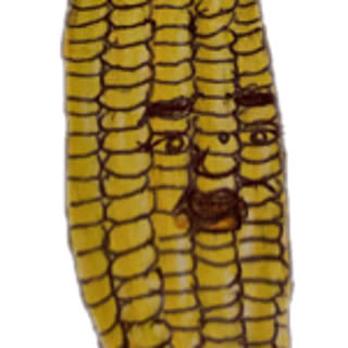 Hideaki