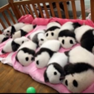 PANDAKOPANDA